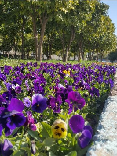 عکس بوستان فضیلت