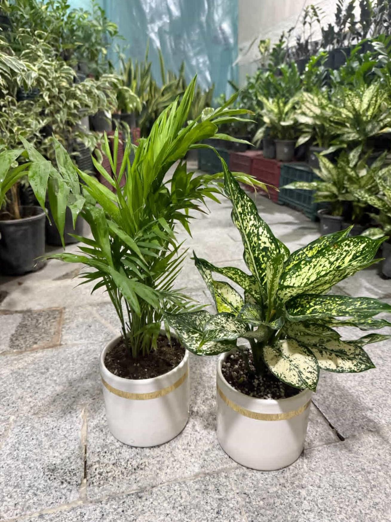 عکس گلکده پلاک ۱۱