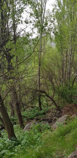 پارک جنگلی مشکین شهر