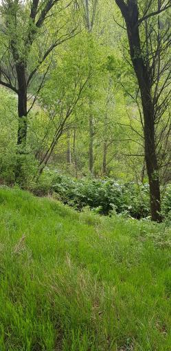 پارک جنگلی مشکین شهر