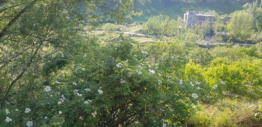 پارک جنگلی مشکین شهر