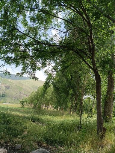 پارک جنگلی مشکین شهر