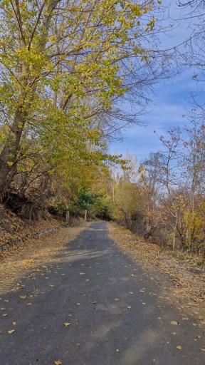 عکس پارک جنگلی مشکین شهر