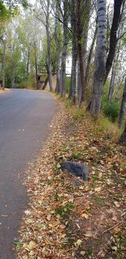 عکس پارک جنگلی مشکین شهر