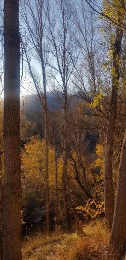 عکس پارک جنگلی مشکین شهر