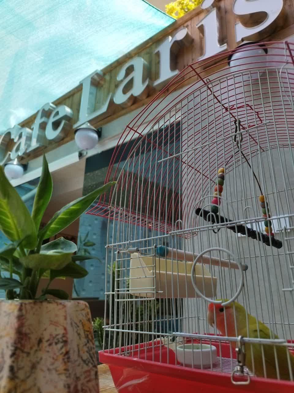 عکس کافه رستوران لاریس