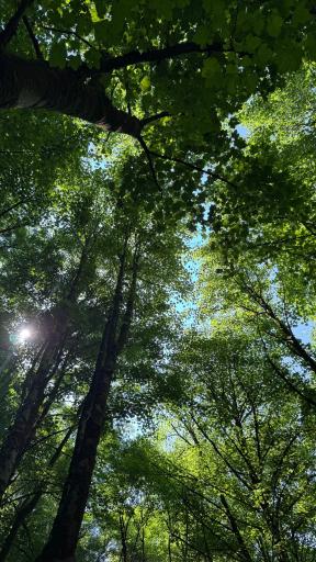 عکس جنگل‌های هیرکانی