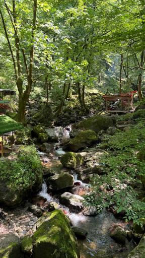 عکس جنگل‌های هیرکانی