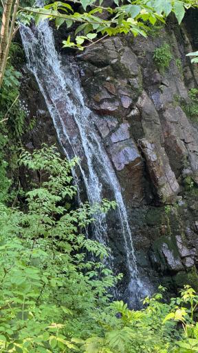 عکس جنگل‌های هیرکانی