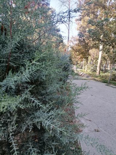 عکس بوستان ساعی