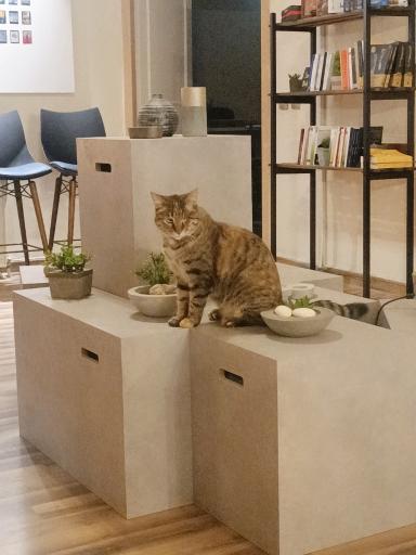 عکس کافه کتاب جوهر