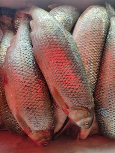 عکس ماهی افشار 