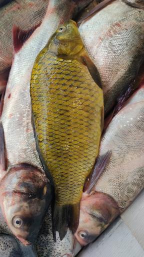 عکس ماهی افشار 