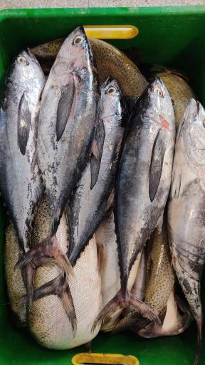 عکس ماهی افشار 