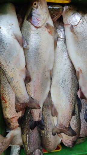 عکس ماهی افشار 