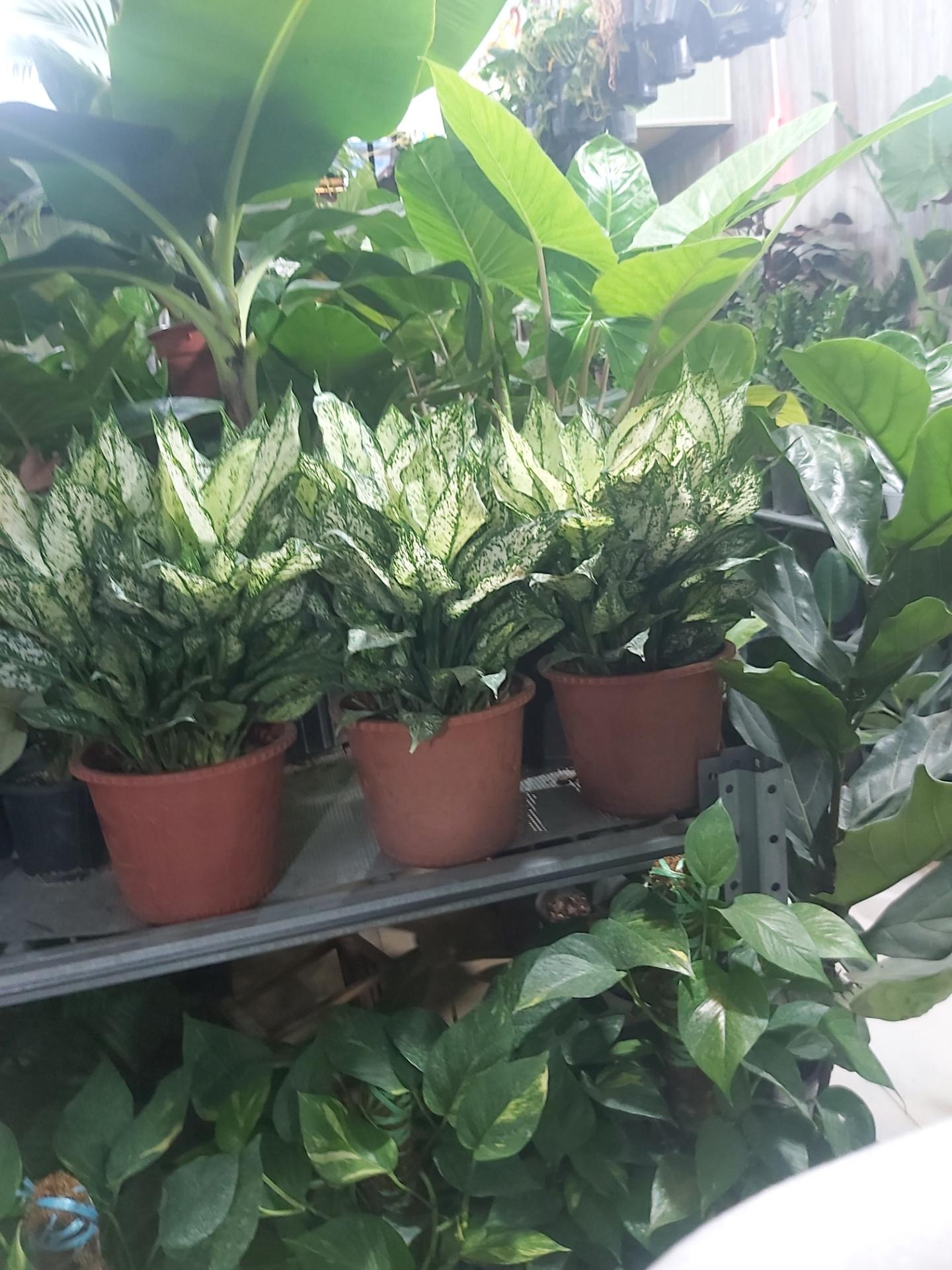 عکس گل و گیاه مهدیه 