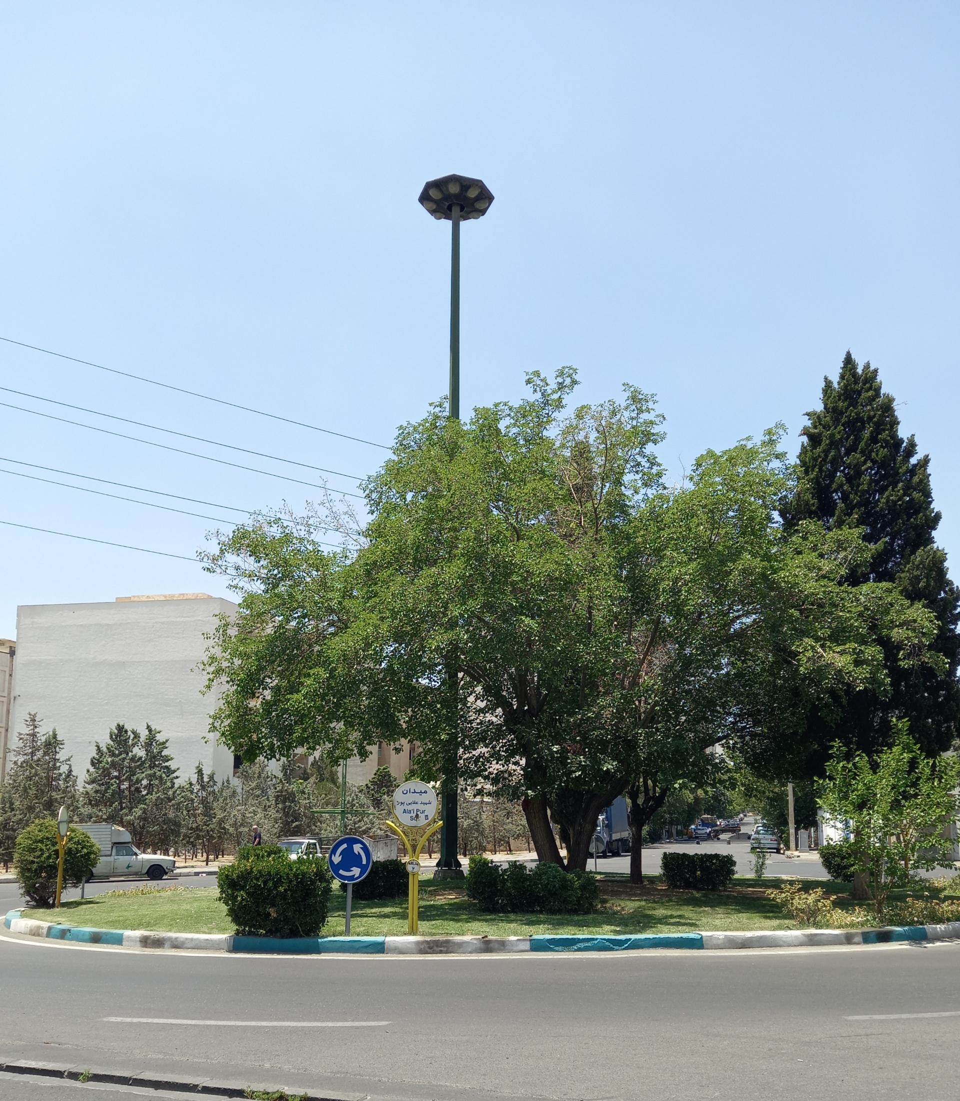 عکس میدان شهید علایی پور