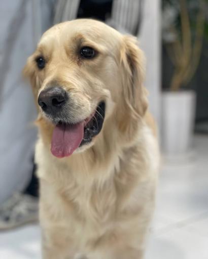 عکس کلینیک دامپزشکی دکتر ذاکریان