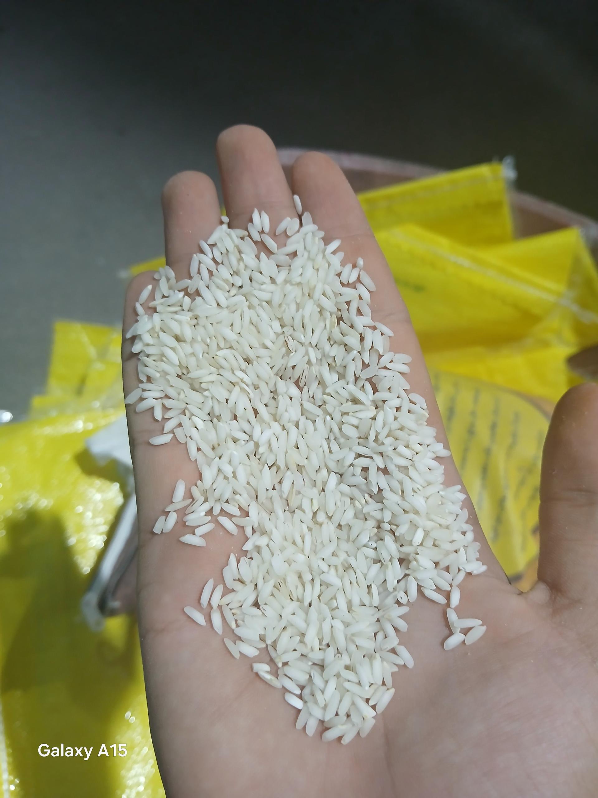 عکس برنج کوبی مبارک 