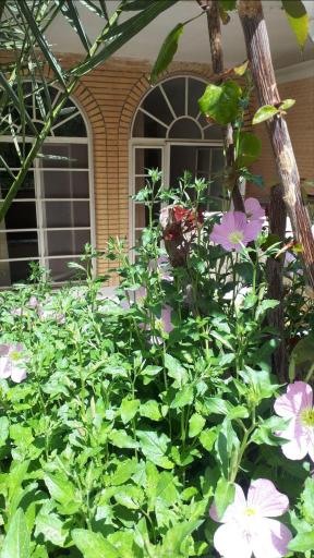 عکس اقامتگاه طاهری کاشان