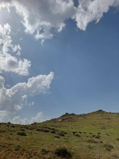عکس چوبه