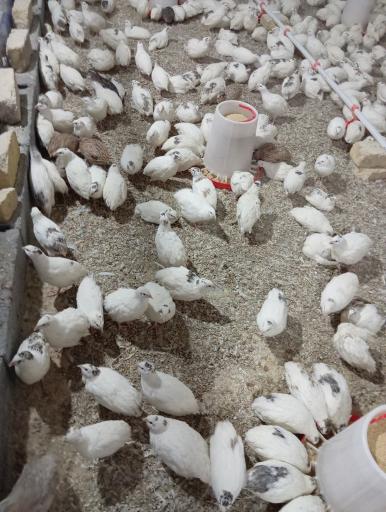 عکس پرورش بلدرچین rj