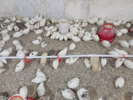 عکس پرورش بلدرچین rj