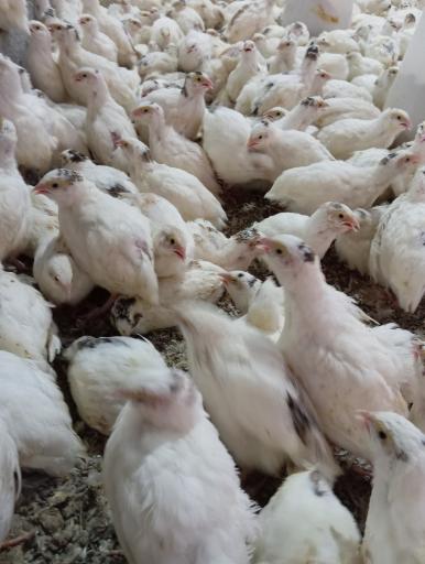 عکس پرورش بلدرچین rj