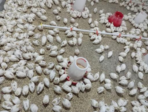 عکس پرورش بلدرچین rj