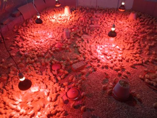 عکس پرورش بلدرچین rj