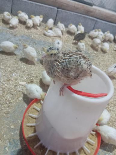 عکس پرورش بلدرچین rj