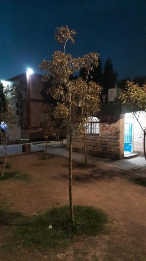 عکس کافی نت سرای محله والفجر