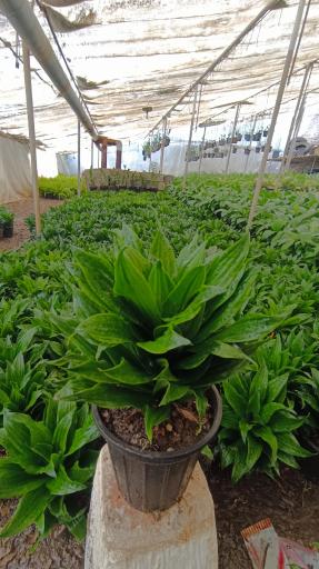 عکس اورژانس گل مشهد