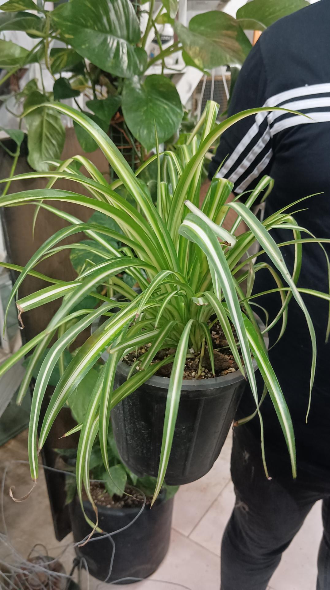 عکس اورژانس گل مشهد