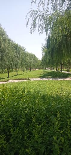 عکس پارک شیخ عبدالعزیز