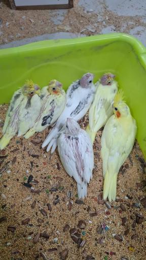 عکس پرنده سرای نیما 