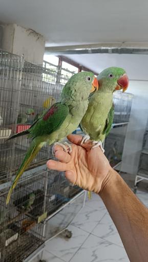 عکس پرنده سرای نیما 