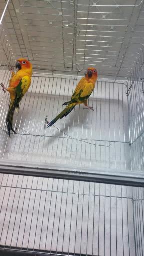 عکس پرنده سرای نیما 
