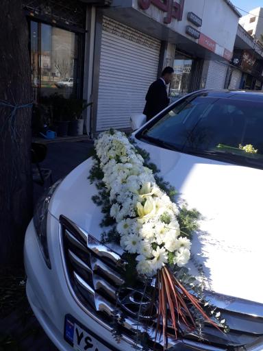 عکس گل بابونه