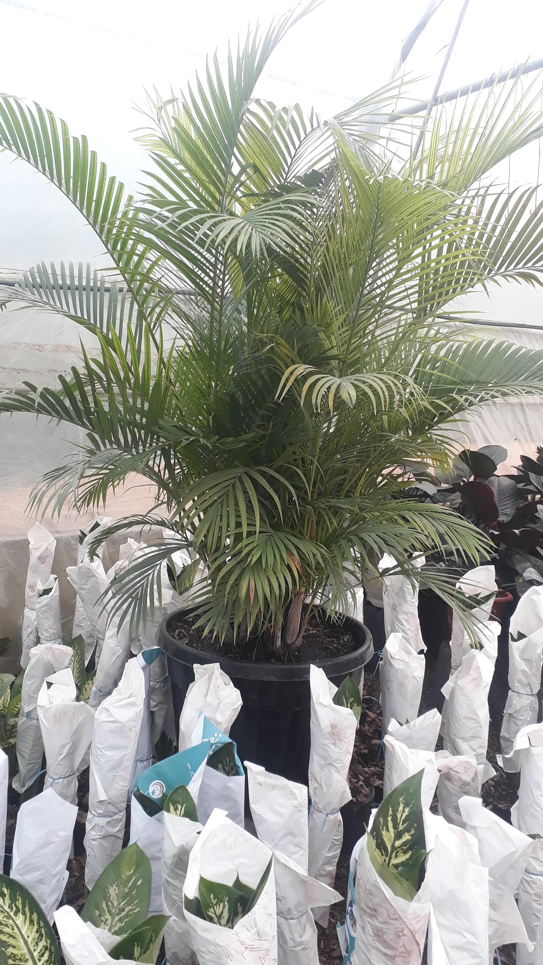 عکس گل بابونه