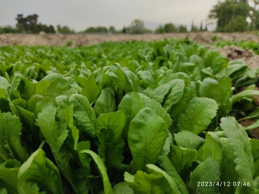 عکس سبزیجات تازه با آب موتور 