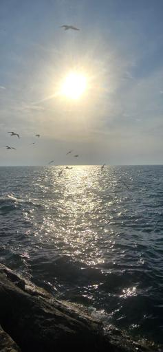 ساحل بار بوشهر