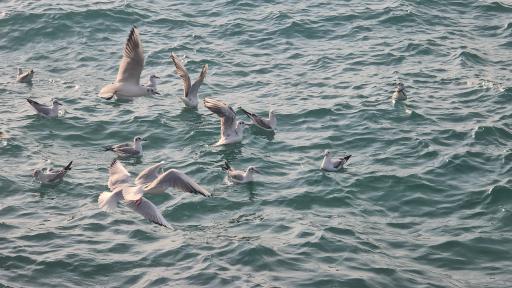 ساحل بار بوشهر