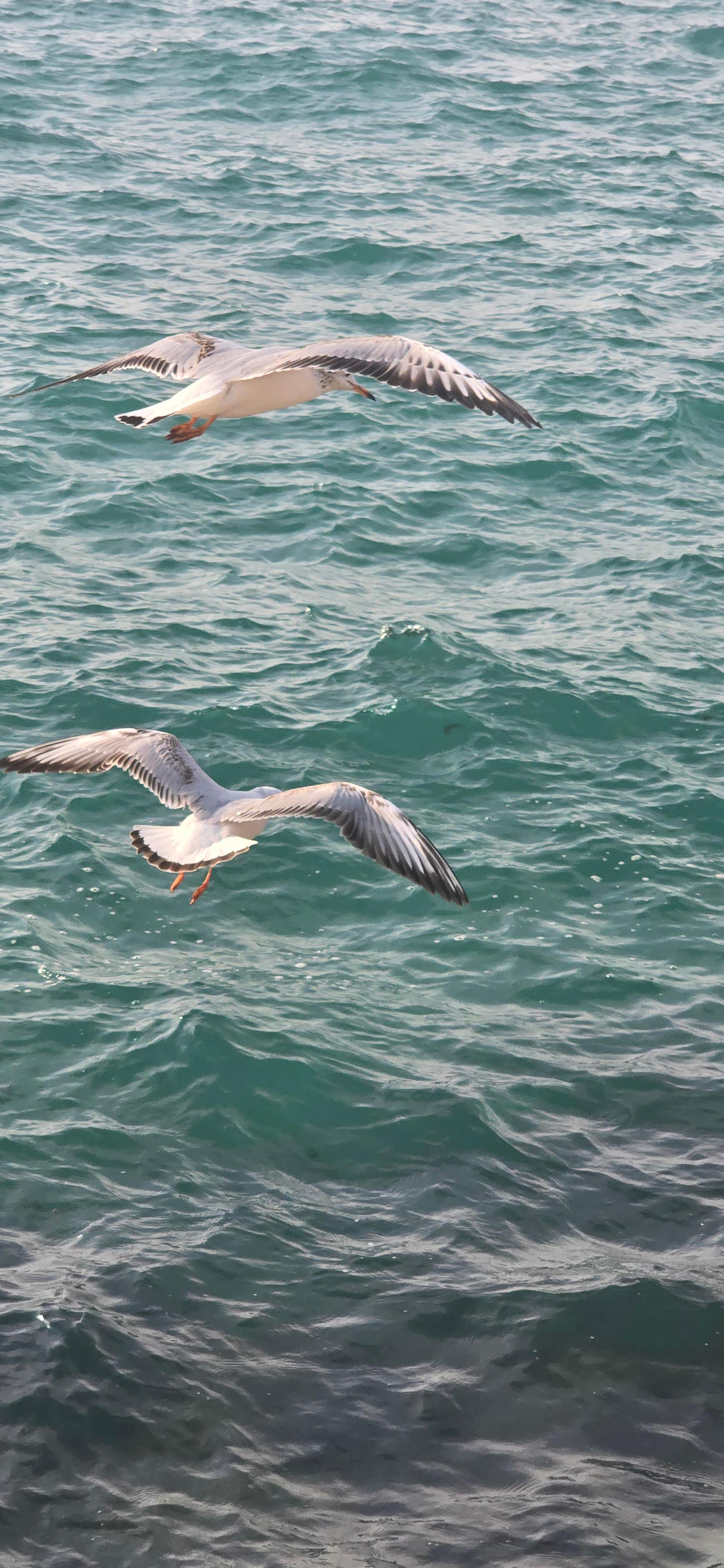 عکس ساحل بار بوشهر