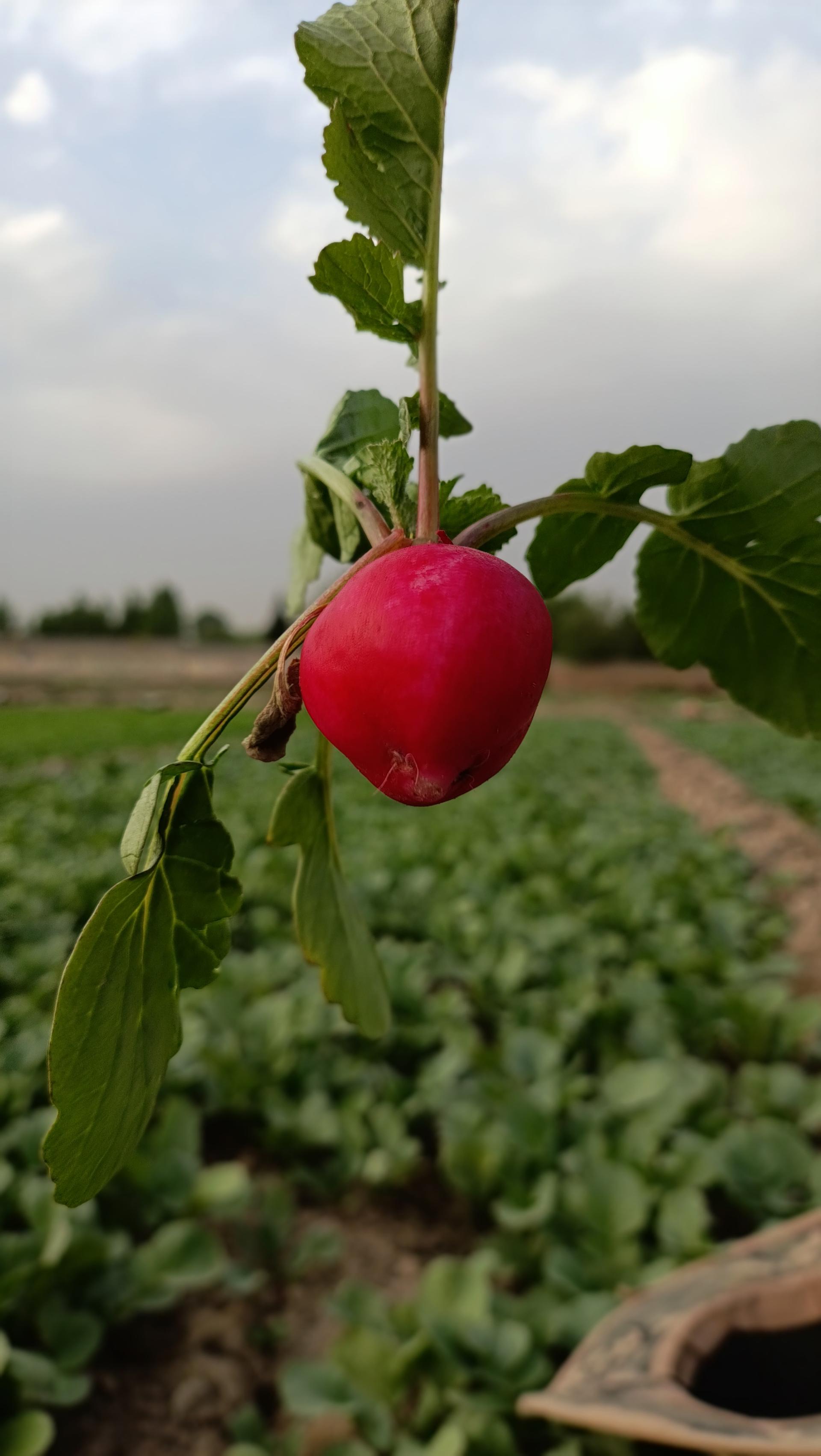 عکس سبزیجات تازه با آب موتور 