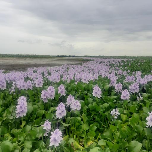 عکس اسکله و پل چوبی آبکنار