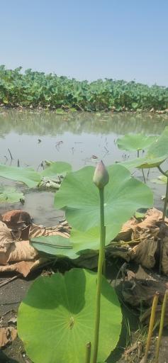 عکس اسکله و پل چوبی آبکنار