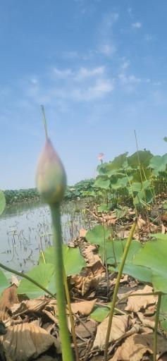 عکس اسکله و پل چوبی آبکنار