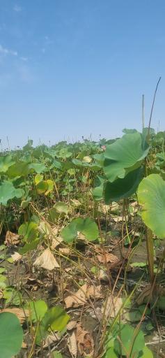 عکس اسکله و پل چوبی آبکنار