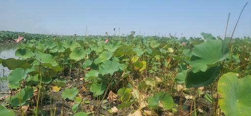 عکس اسکله و پل چوبی آبکنار